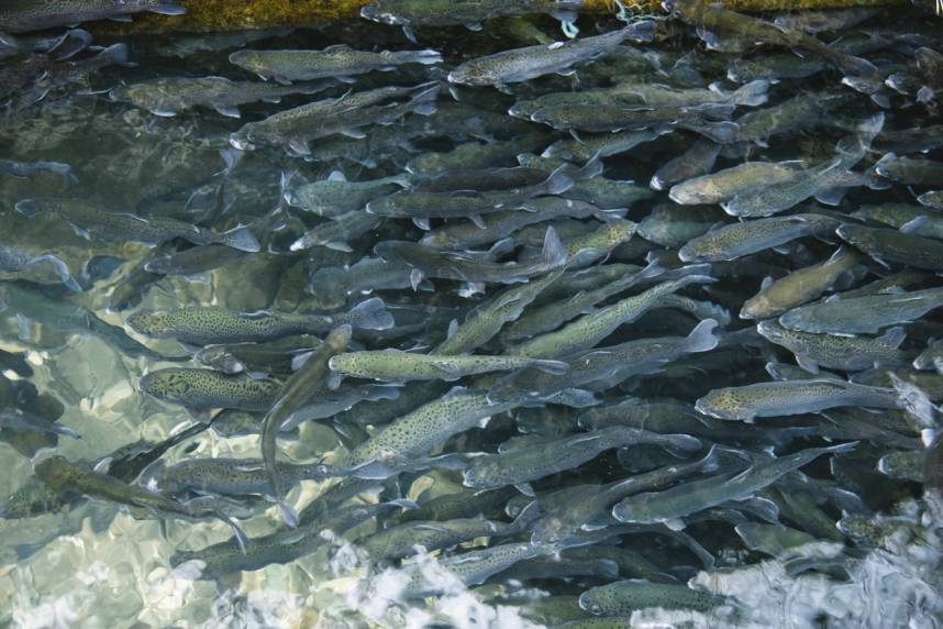 poissons lac annecy